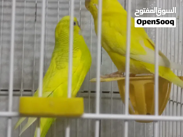طيور للبيع