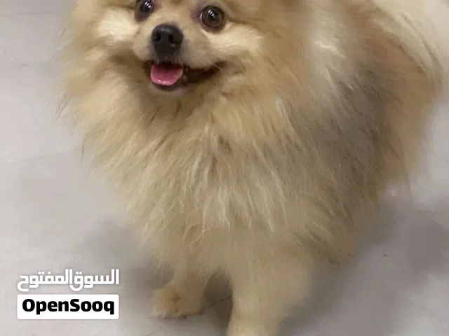 كلب البومرينا ذكر كلب حلو لعوب فول طاعة مربي من هوا وصغير بحب لعب وطفال بسمع الكلام عمرو سنتين