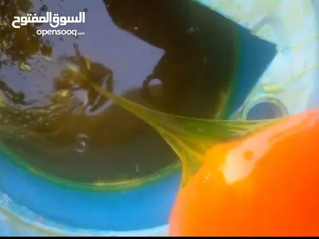 زاهي صنع محلي درجه اولى