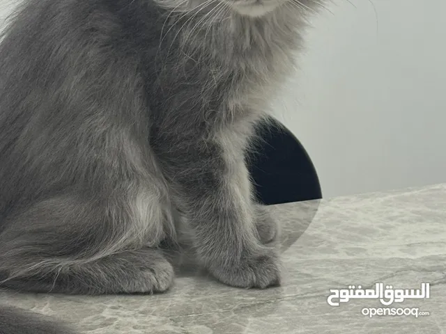 قطوه انثى شرازي