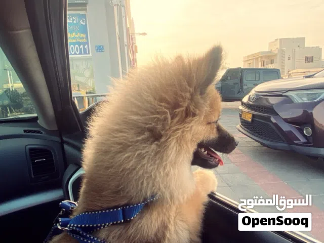 كلب لطيف للبيع