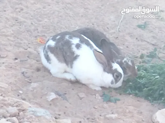 ارانب للبيع تاجوراء
