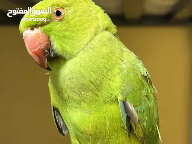 دره افريقي - African parakeet