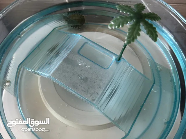 سلاحف للبيع