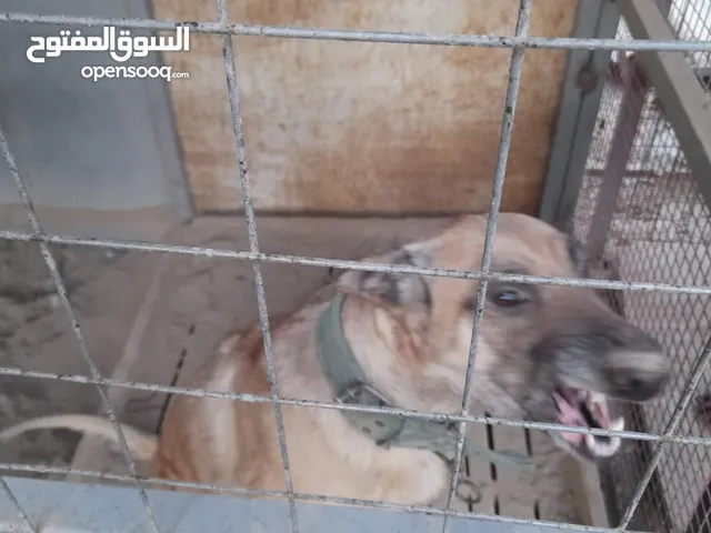 كلاب مالينو للبيع الوصف مهم كلشي بيهه