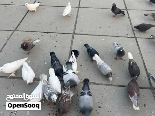 طيور للبيع منوعات