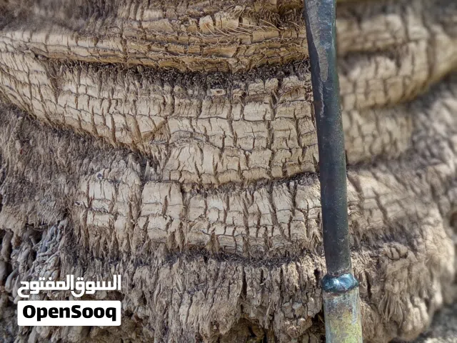 منجل تمر صنع يدوي متين