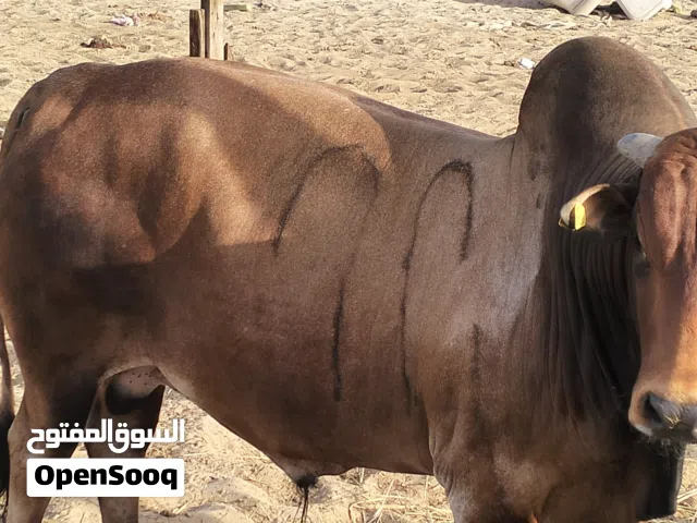 Cow,a red colour beautifull com.
