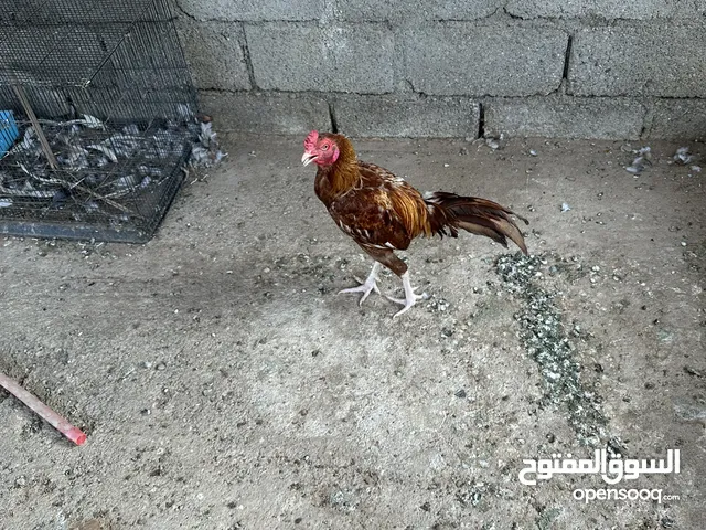 للبيع ديك باكستاني. اليف