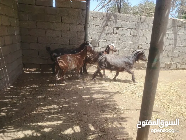 معز فووول سمنه العمر مختلف اقر الوصف