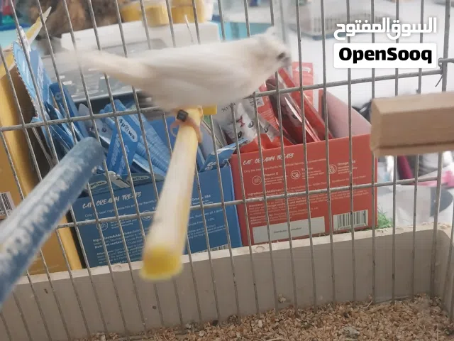 متوفر كوبيات