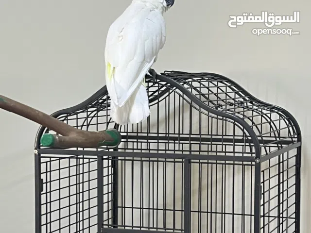 كوكاتو سلفر كرستد (  Sulphur-crested )