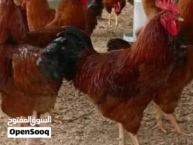 فرنسي ابيض و فرنسي احمر و حبحب كويتي و عربي كيرلي