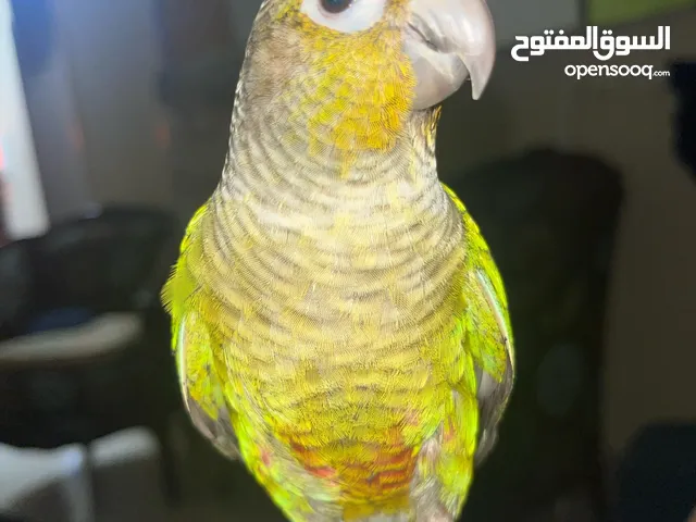 ببغاء كنيور جرين شيكد ذكر