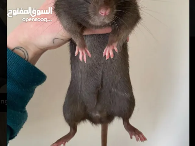 مطلوب جرذ نرويجي