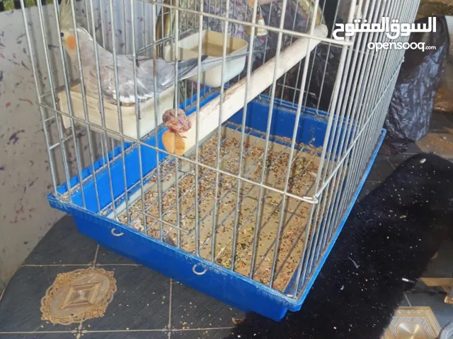 20 دينار قابل للمفاوضه بشي بسيط بكوكتيل وأحد انثى من غير قفص فقط ب