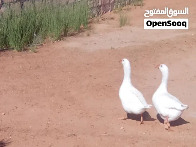 مطلوب اوز للبيع