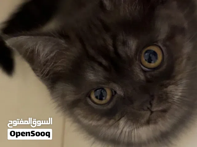 قط النوع :بريطاني