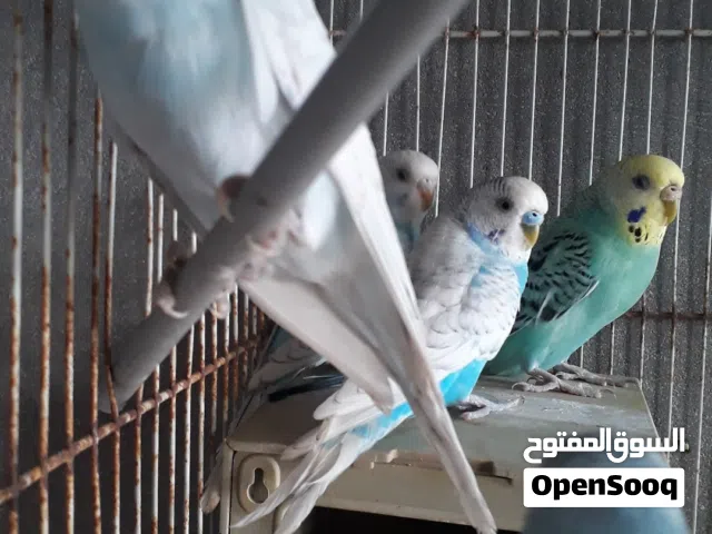 سلام عليكم اقراء الوصف