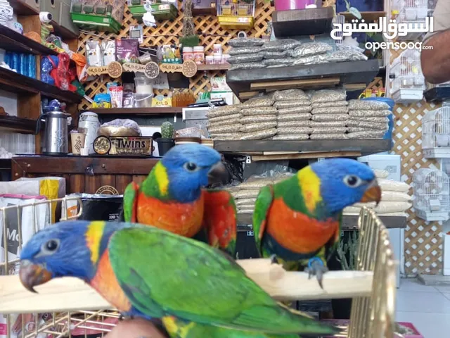 يتوفر ببغاء اليف زق يدوي لوري اليف قرين شيك الي كوكتيل اليف دره اليف روز اليف فشر اليف حب اليف