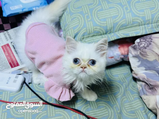 Scottish kitten himalayan kitten and persin female all