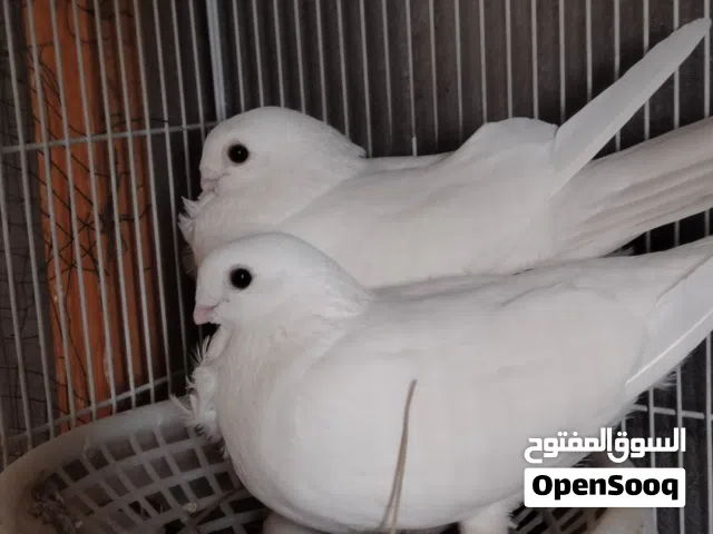 زوج أرافل قجم بزارات