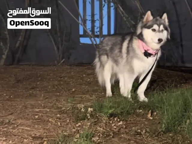 هاسكي انثى عمرها 9 شهور/  اليفه / مطعمه جميع التطعيمات