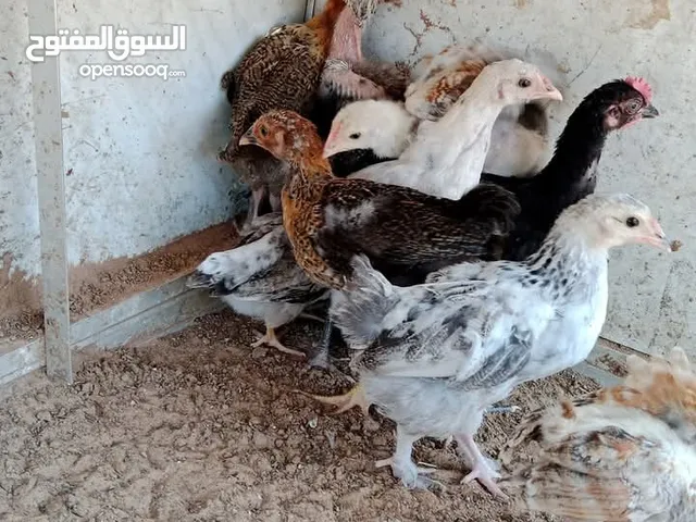 موجود11الفلوس