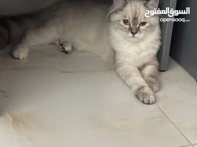 قطه للتبني