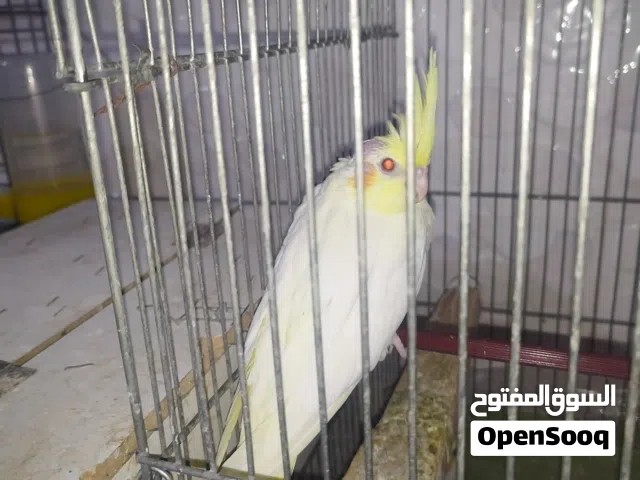 سلام عليكم موجود فرخ كوكتيل لاتينيو عين حمره اليف عمرو شهر ونص السعر. 18دينار