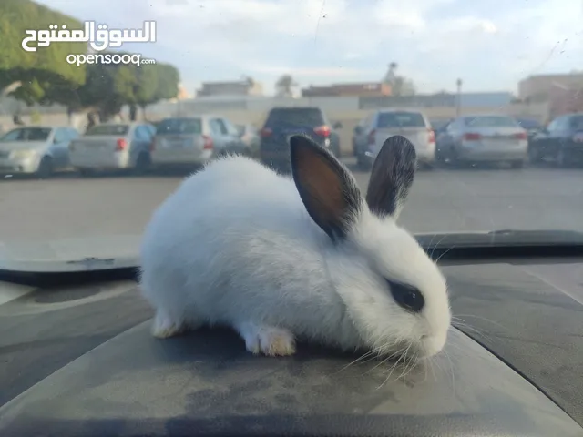 ارنب عربي تقريبا عمره شهرين