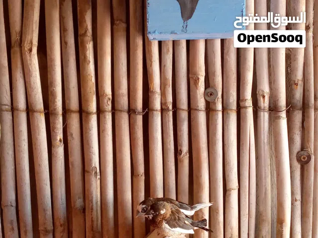 طيور الزيبرا و لموانو (البنغالي)