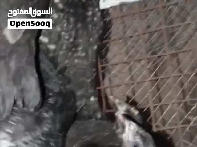 صيصان مفتل وبلدي فيومي