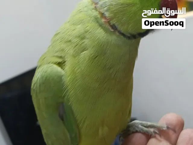 ذكر دره هندي أليف جدا