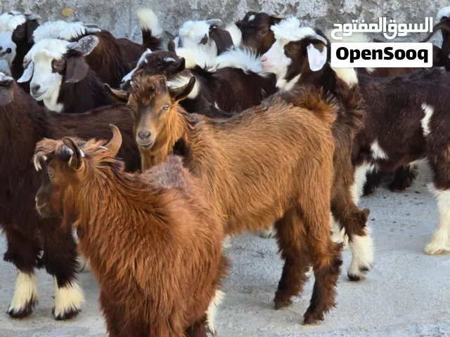 للبيع جدايا شتونيات كبار سمنه فول ماشاء الله