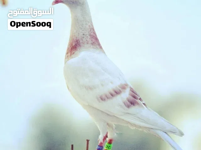 حمام فرنسي