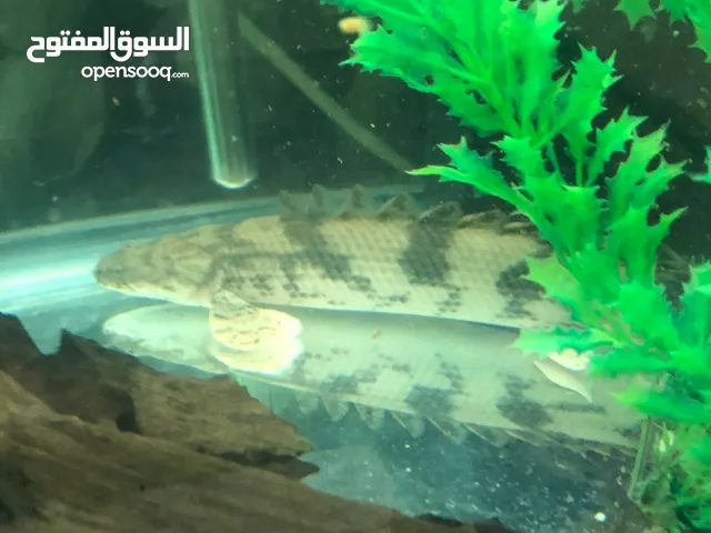 bichirs and arowana