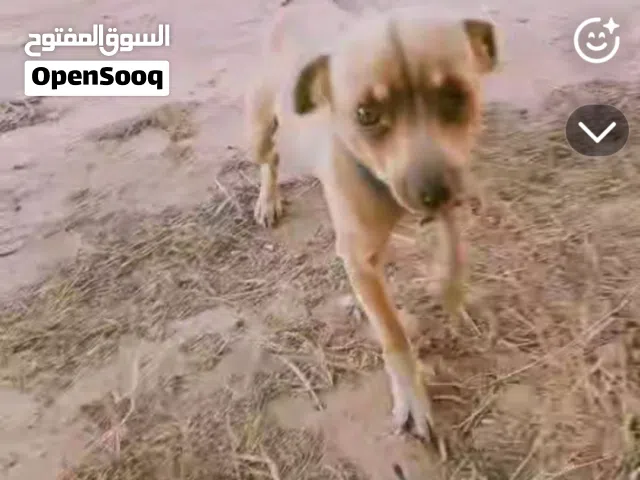 كلب شيواوا دكر ربي يبارك لون سمح