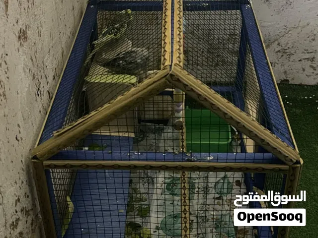 السلام عليكم طيور لحب