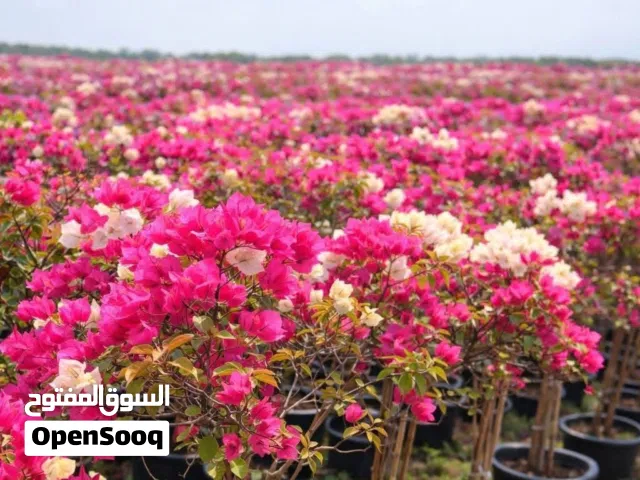 جهنميه (مجنونه)