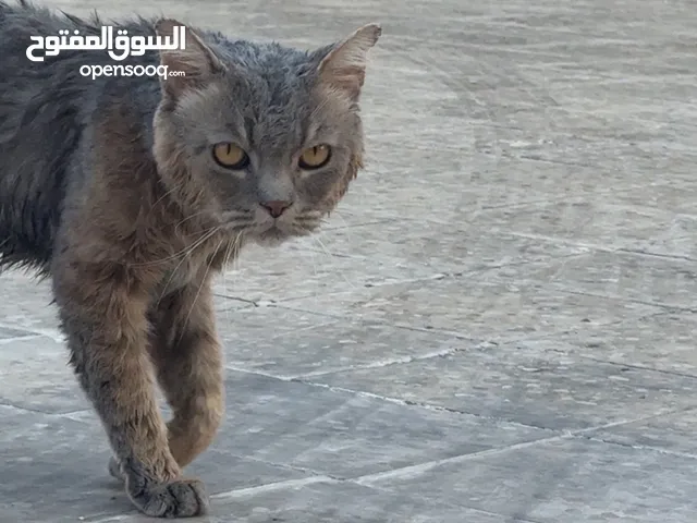 قط سكوتش فولد