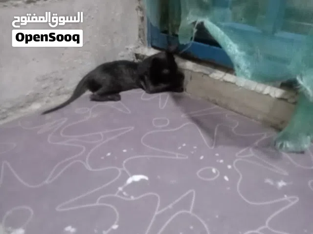 قطة صغيرة اسمها ليلي للتبني مجانية