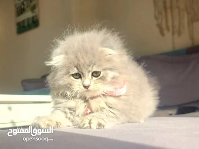 سكوتش فولد شعر طويل مستوى قوي جدااا باطراف قصيرة وذيل قصير