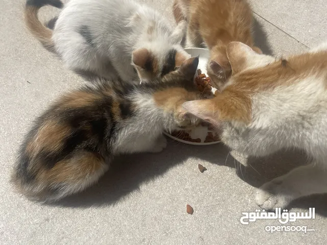 Kittens need home mom ran over by car -