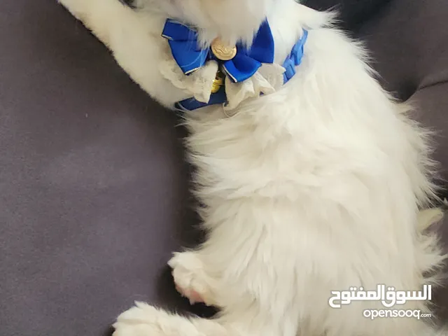 بيع قط نوع شيرازي
