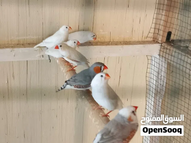 7ازواج فنجس عادي بصحه جيده