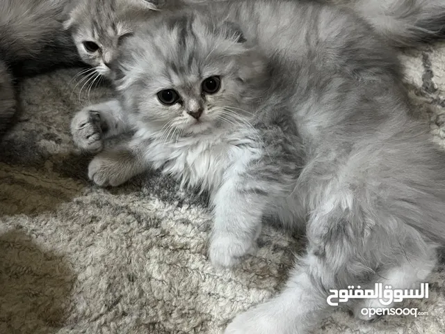 قطة سكوتش فولد رمادية على بيضاء لعوبة وصحية جدًا التواصل واتساب فقط