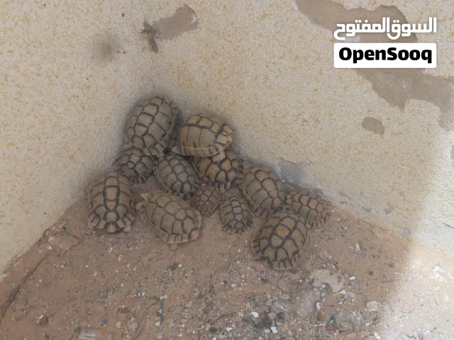 افكارين سلاحف