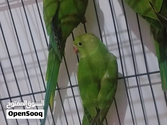 زوج بغبغاء دره أليف مع ابنهم 350 او ابدلهم بغير طيور