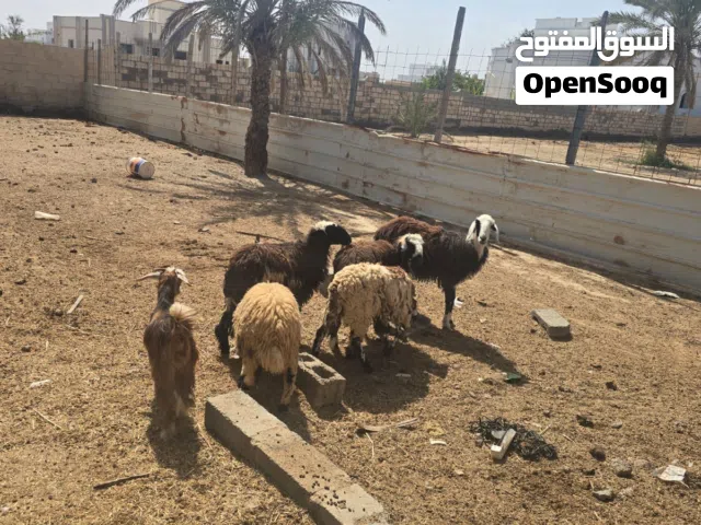 للبيع جعد وكباشه